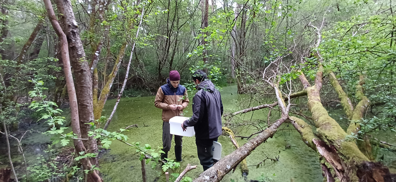 Prospection dans une mare forestière
