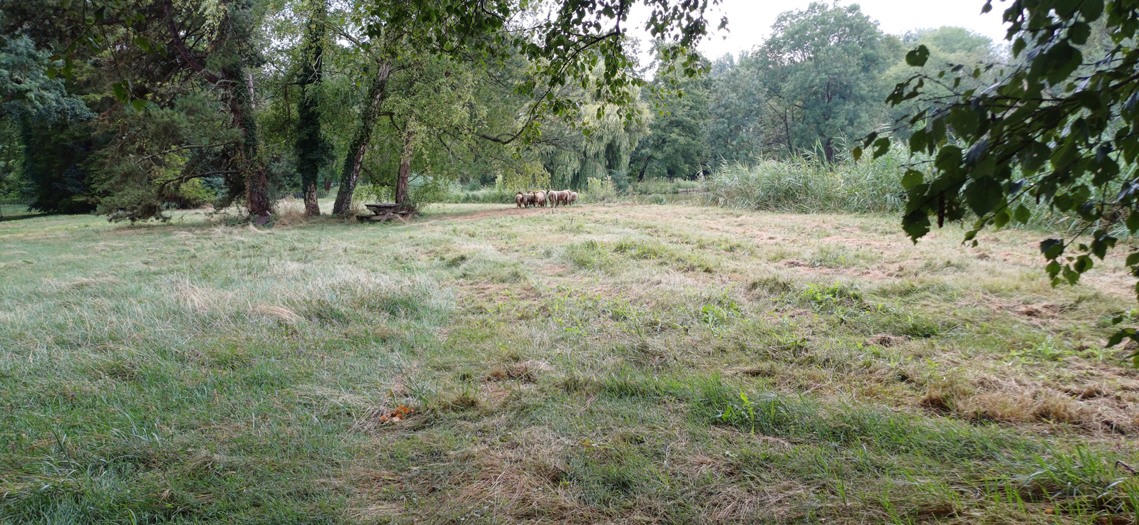 Vue de la zone humide et du troupeau